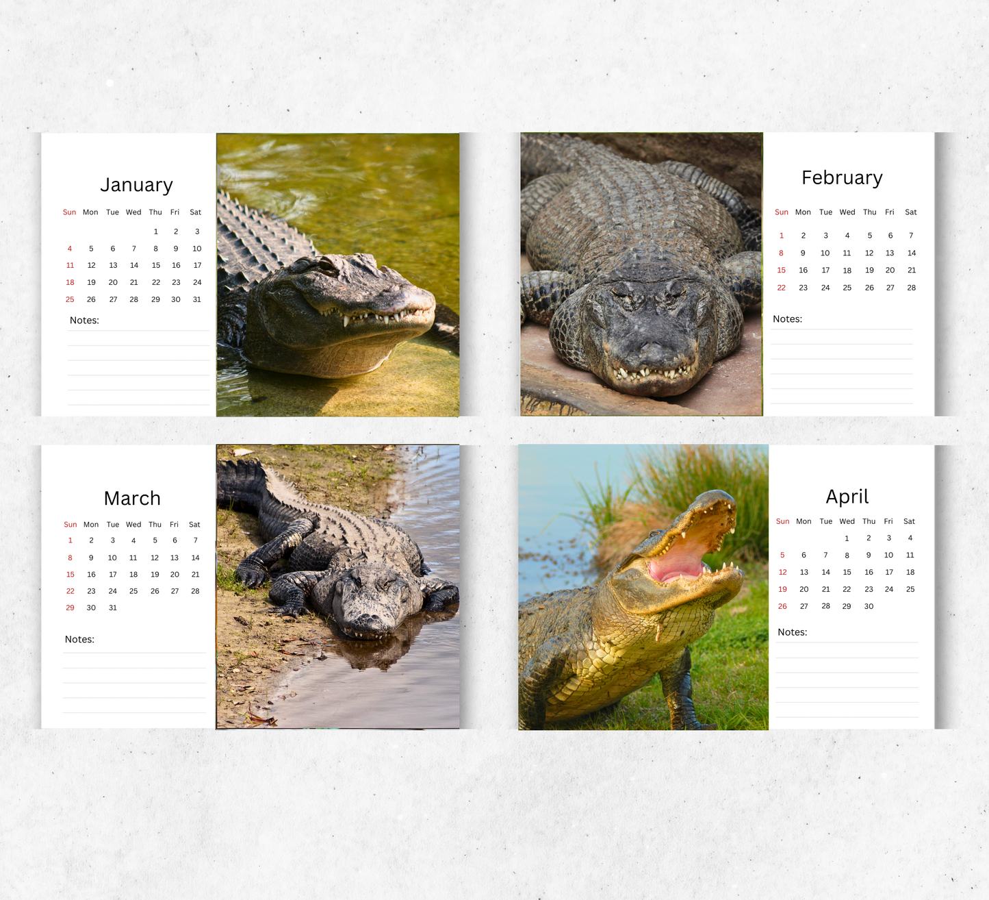 Alligator Desk Calendar 2026-2027