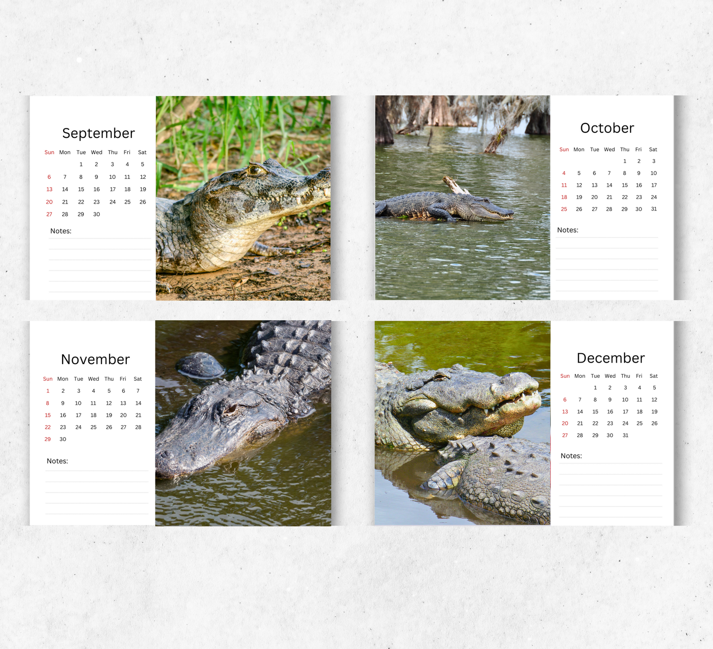 Alligator Desk Calendar 2026-2027