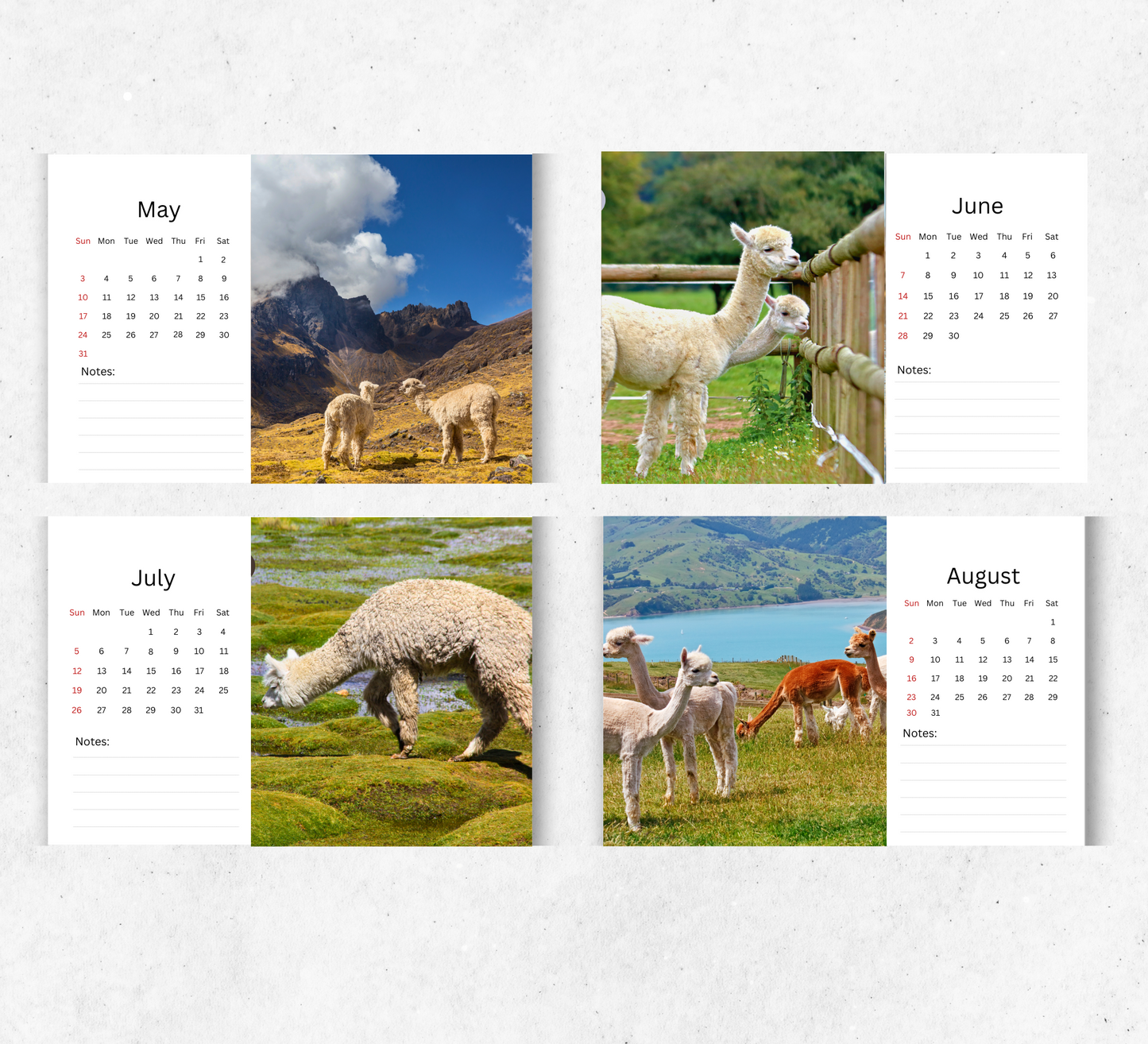 Alpacas Desk Calendar 2026-2027