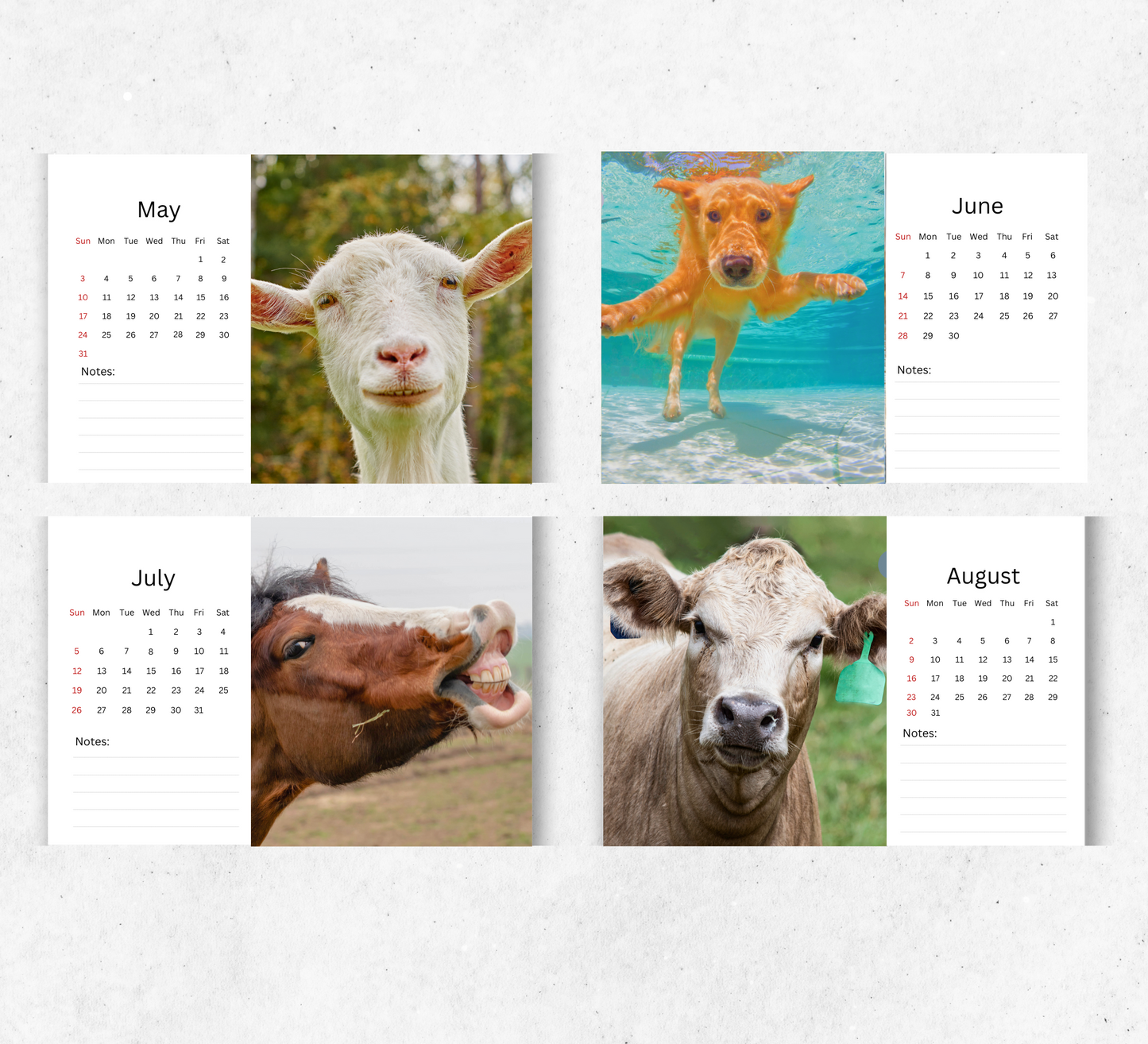 Animal Selfies Desk Calendar 2026-2027