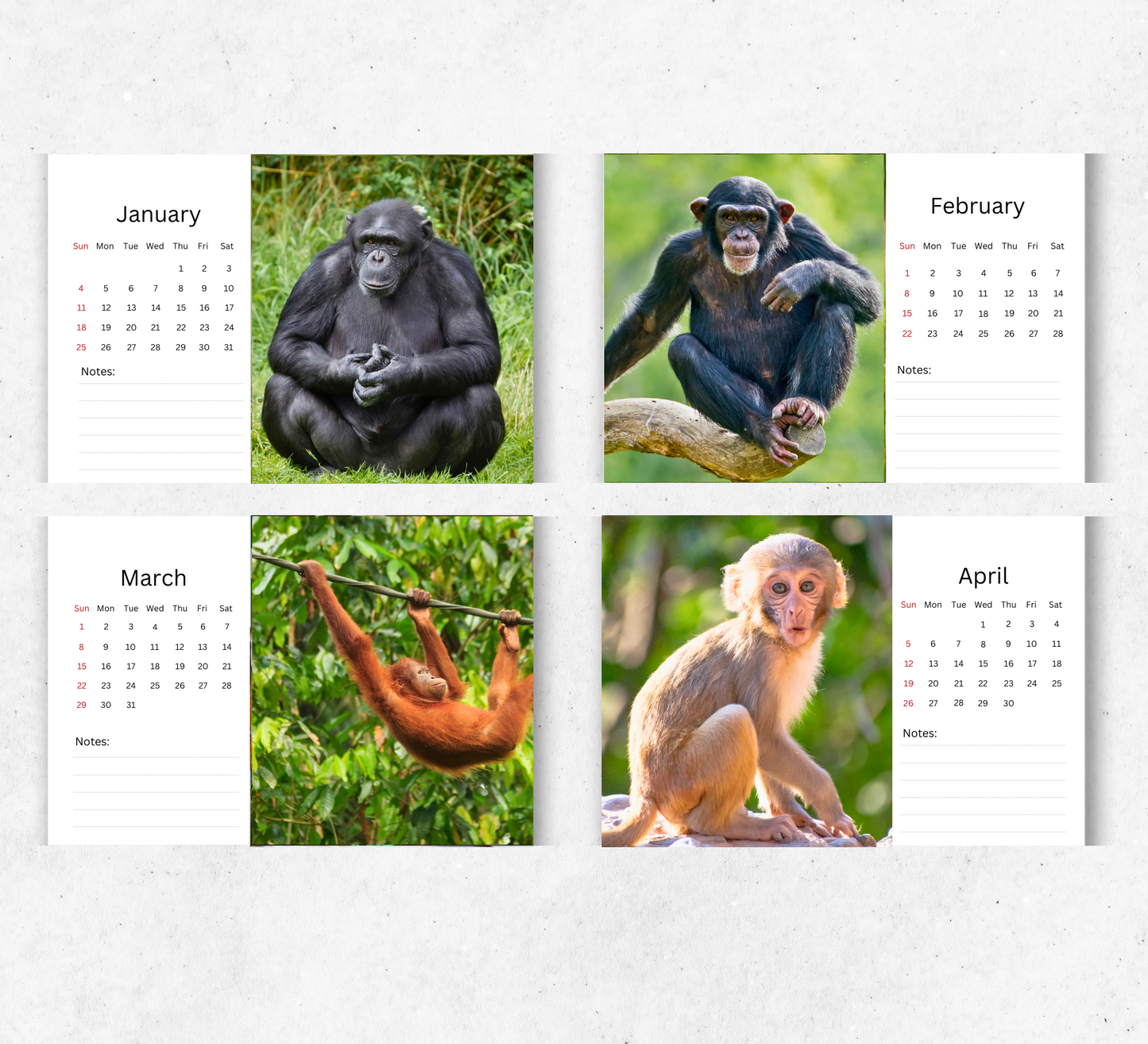 Ape Desk Calendar 2026-2027