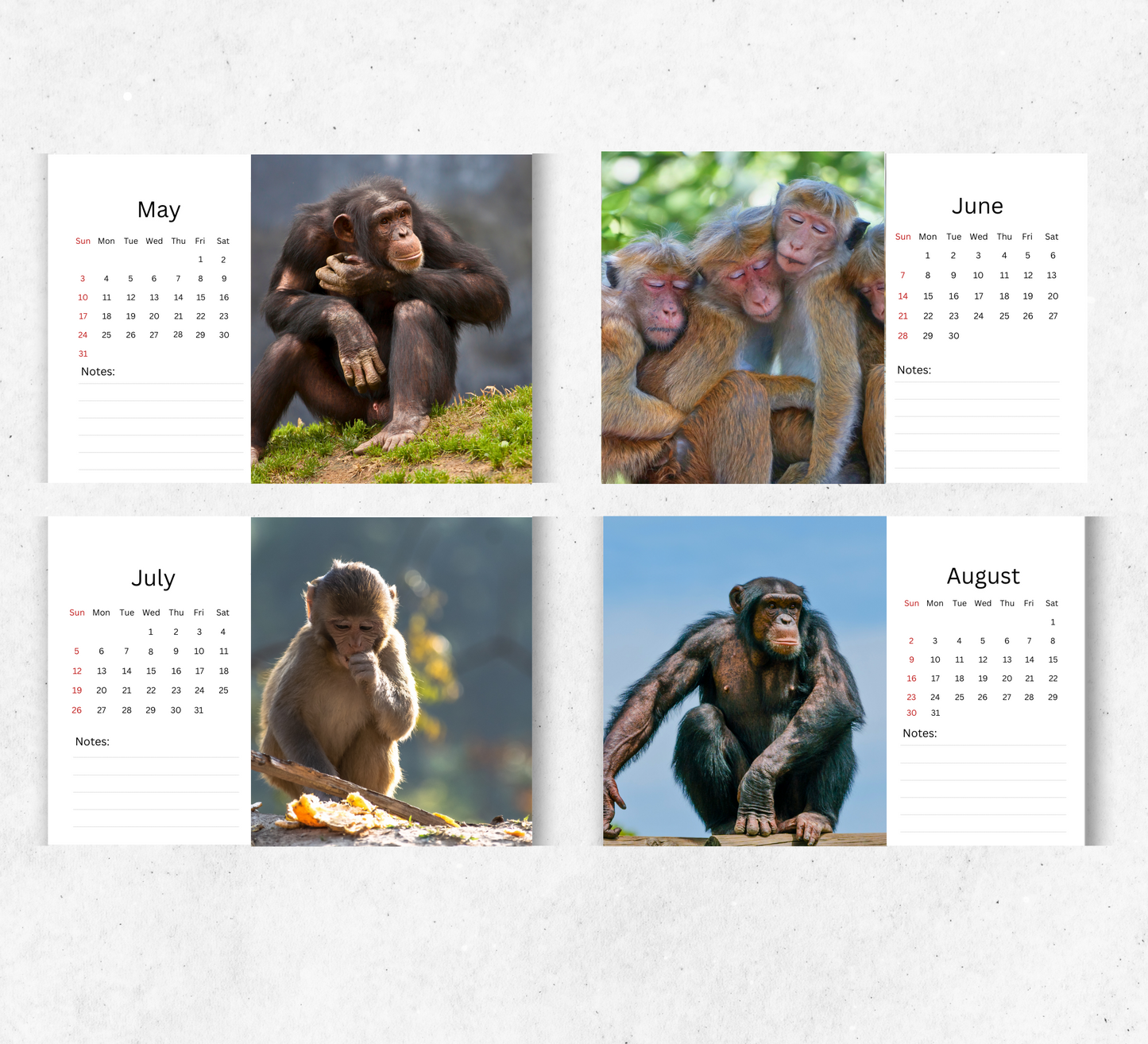 Ape Desk Calendar 2026-2027