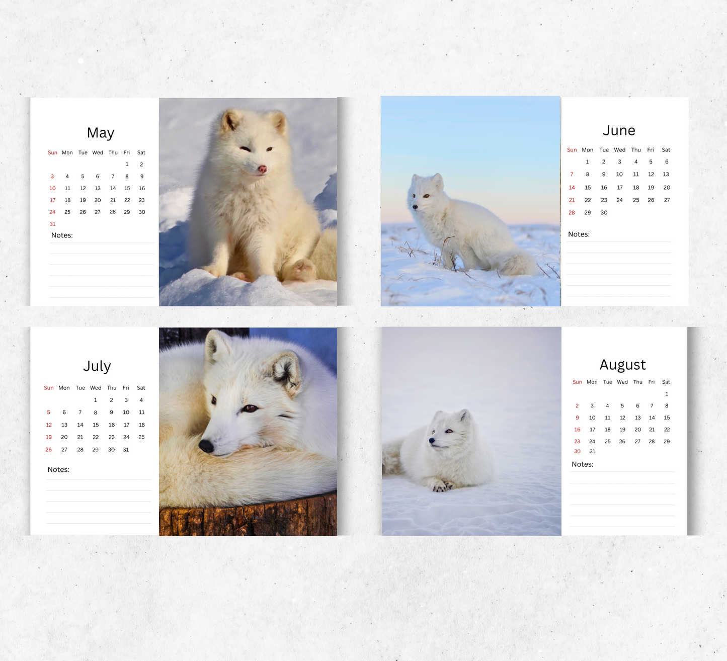 Artic Fox Desk Calendar 2026-2027