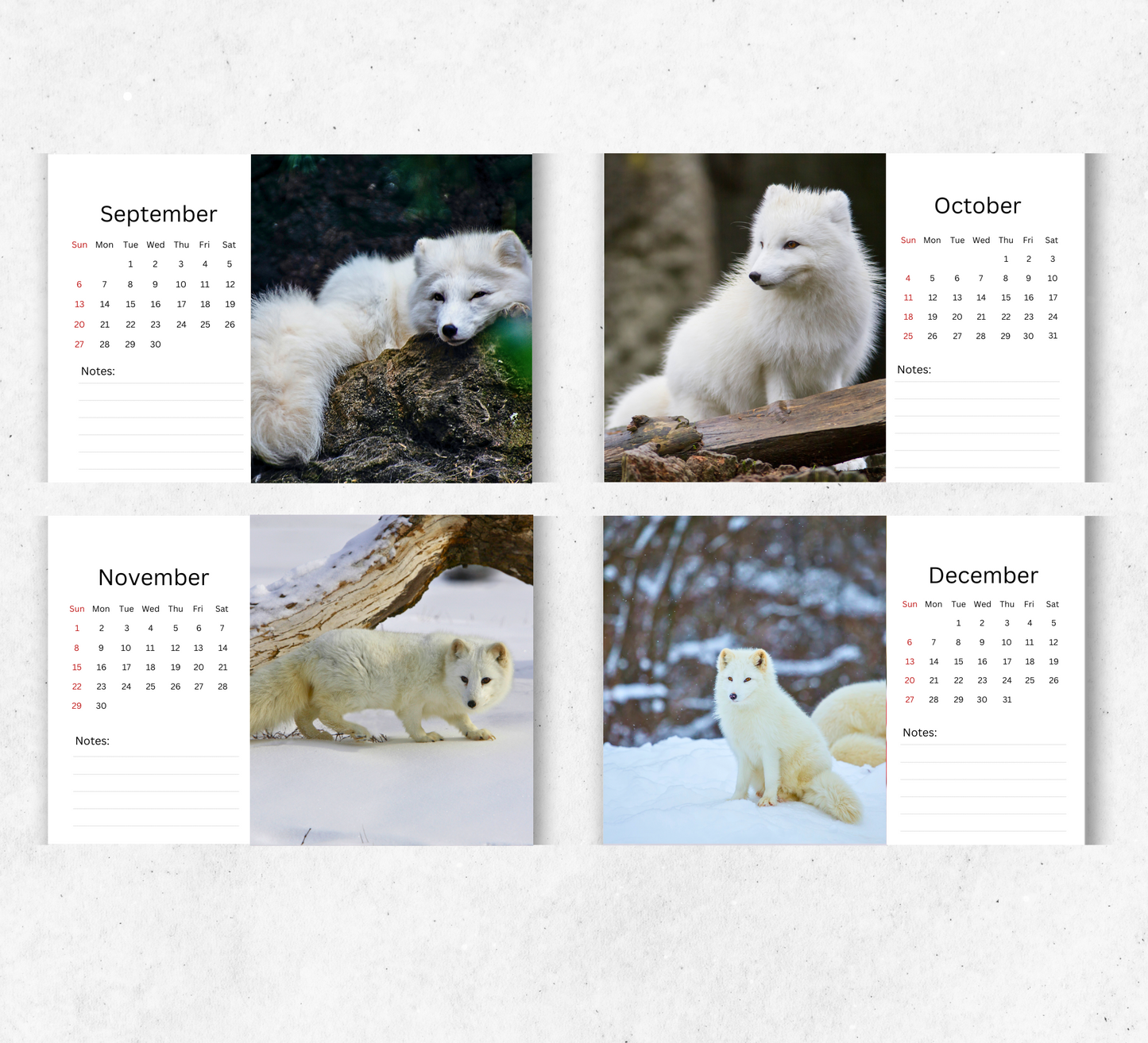 Artic Fox Desk Calendar 2026-2027