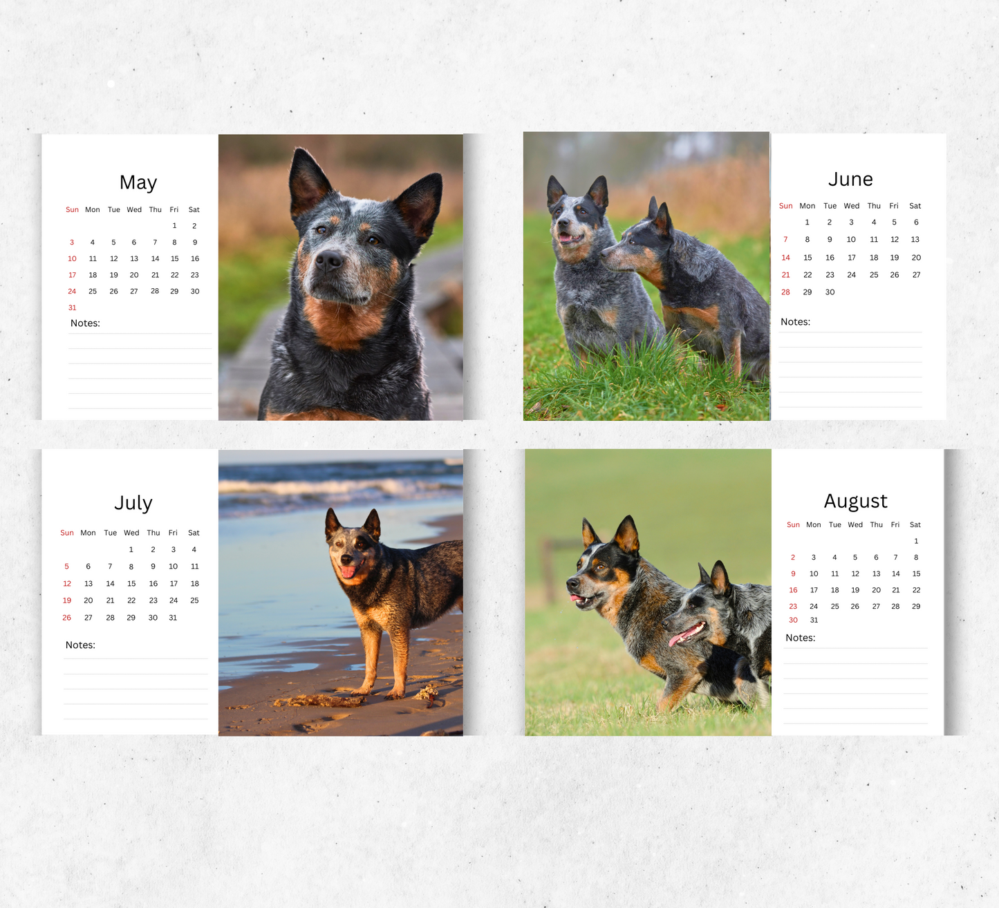 Australian Cattle Dog Desk Calendar 2026-2027