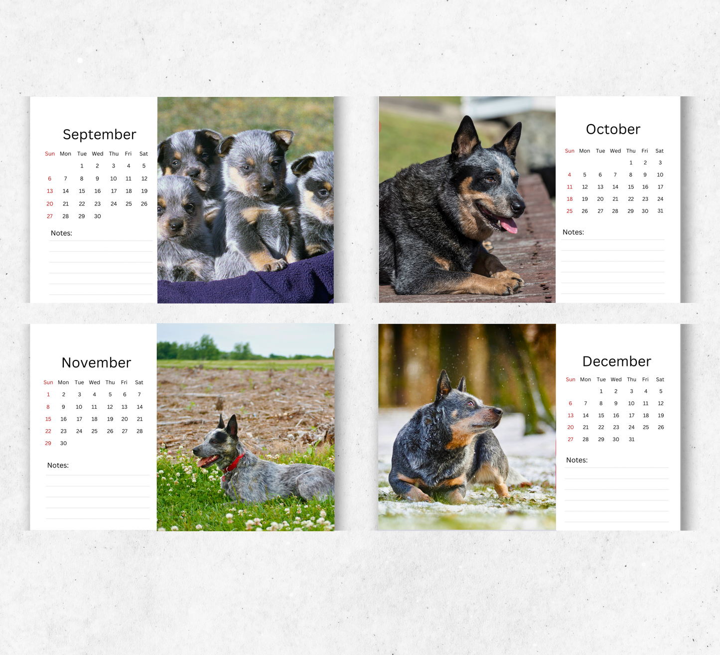 Australian Cattle Dog Desk Calendar 2026-2027
