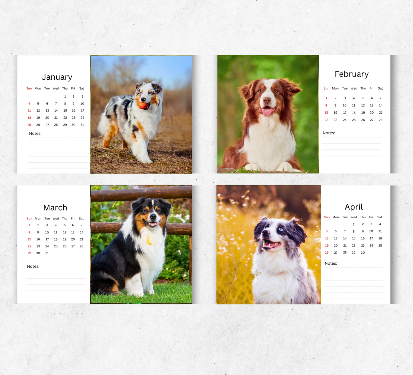 Australian Shepherd Desk Calendar 2026-2027