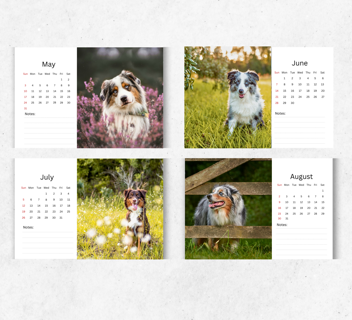 Australian Shepherd Desk Calendar 2026-2027