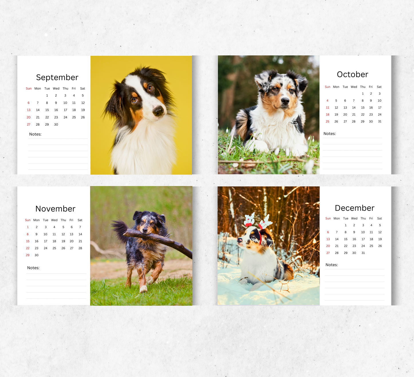 Australian Shepherd Desk Calendar 2026-2027