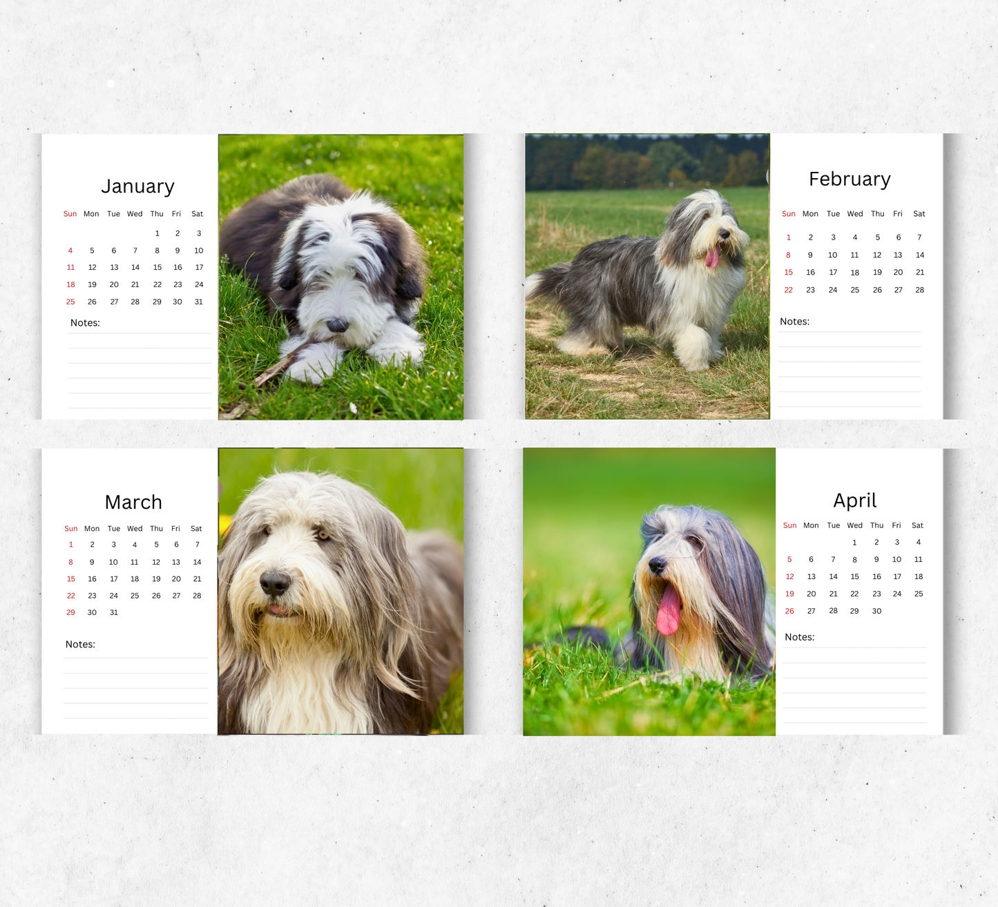 Bearded Collie Desk Calendar 2026-2027