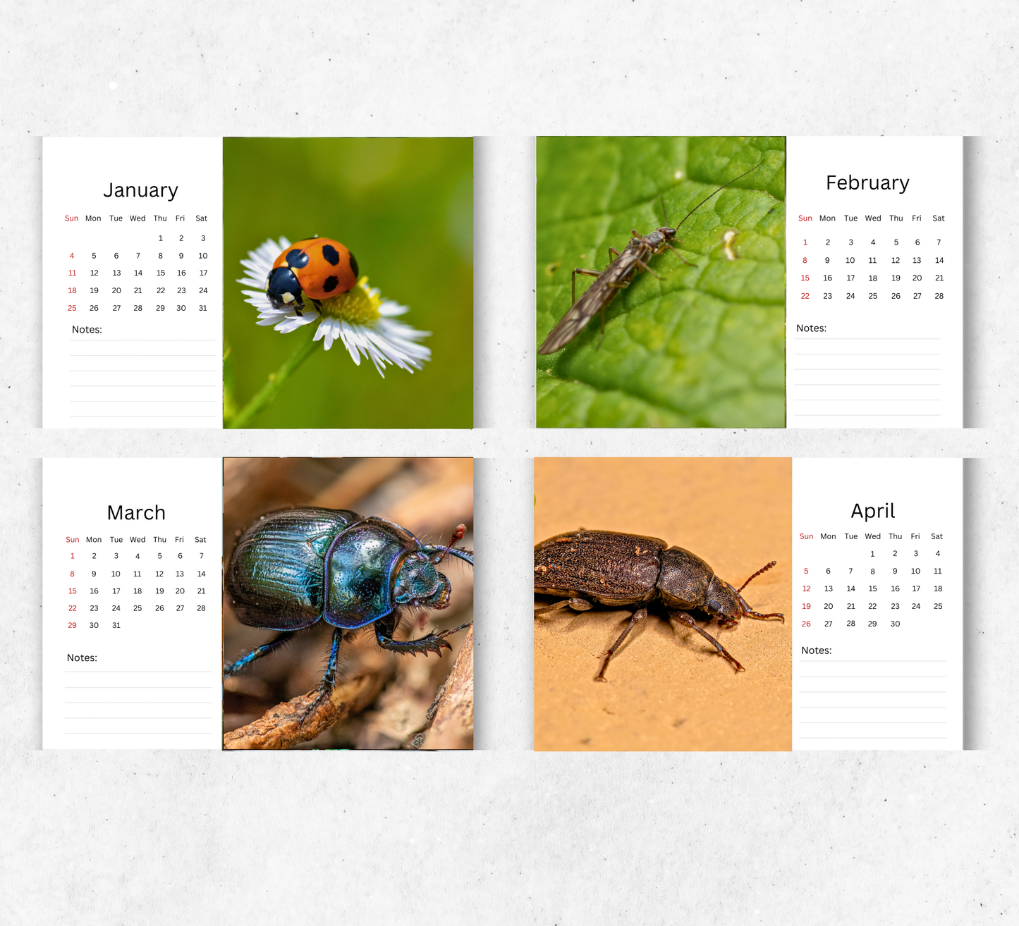 Beetles Desk Calendar 2026-2027