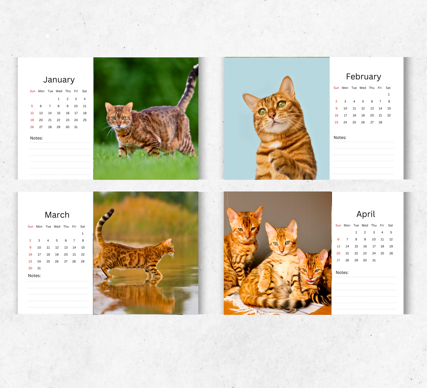 Bengal Cat Desk Calendar 2026-2027