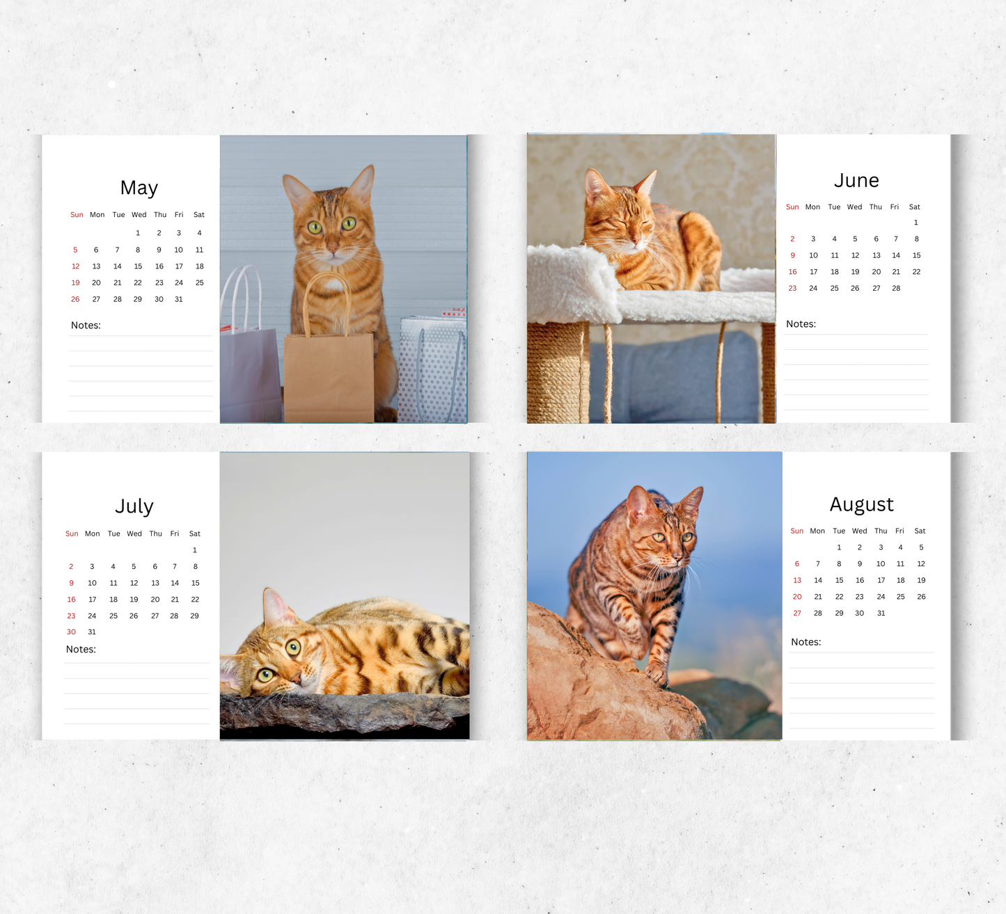 Bengal Cat Desk Calendar 2026-2027