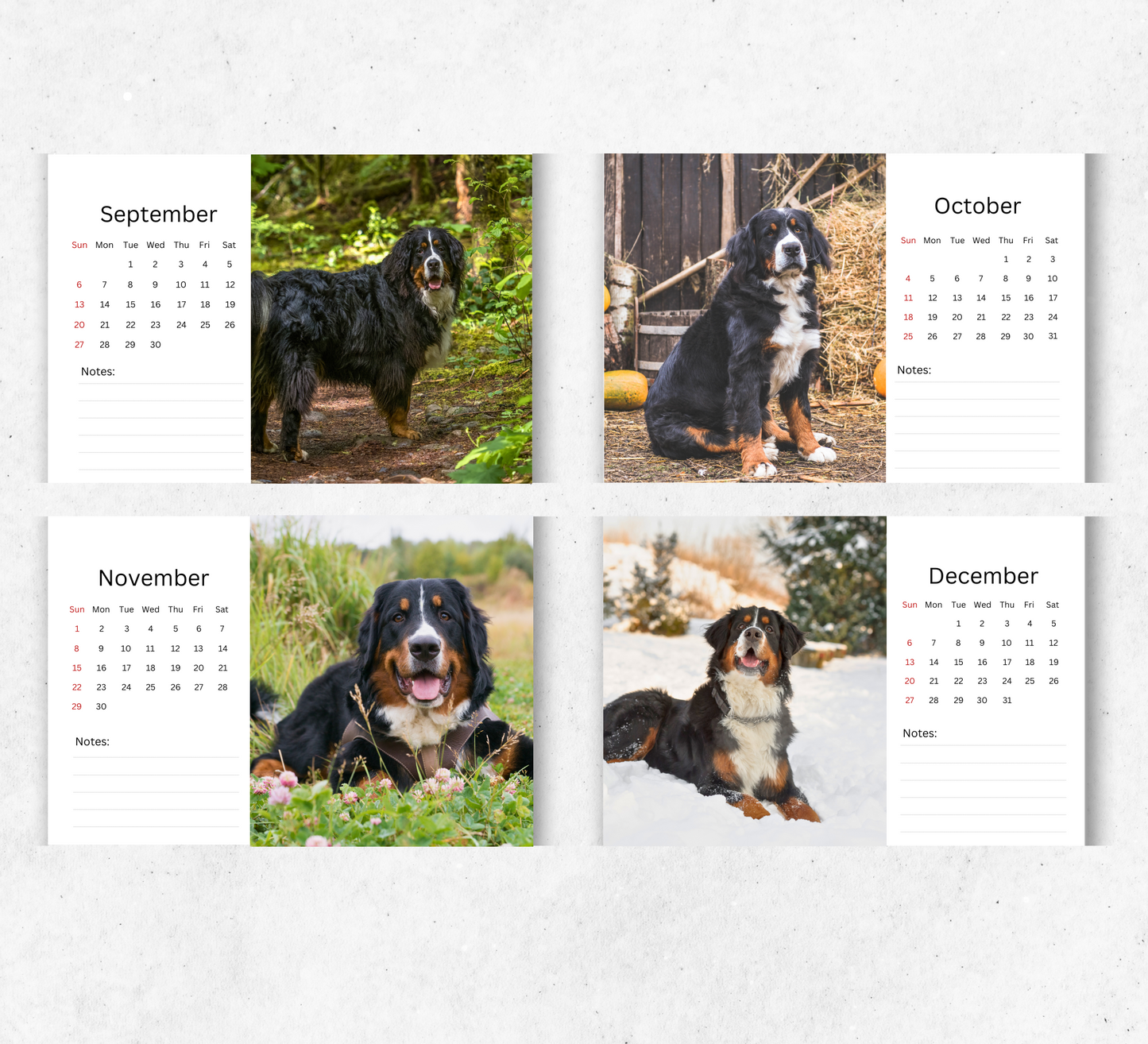 Bernese Mountain Dog Desk Calendar 2026-2027