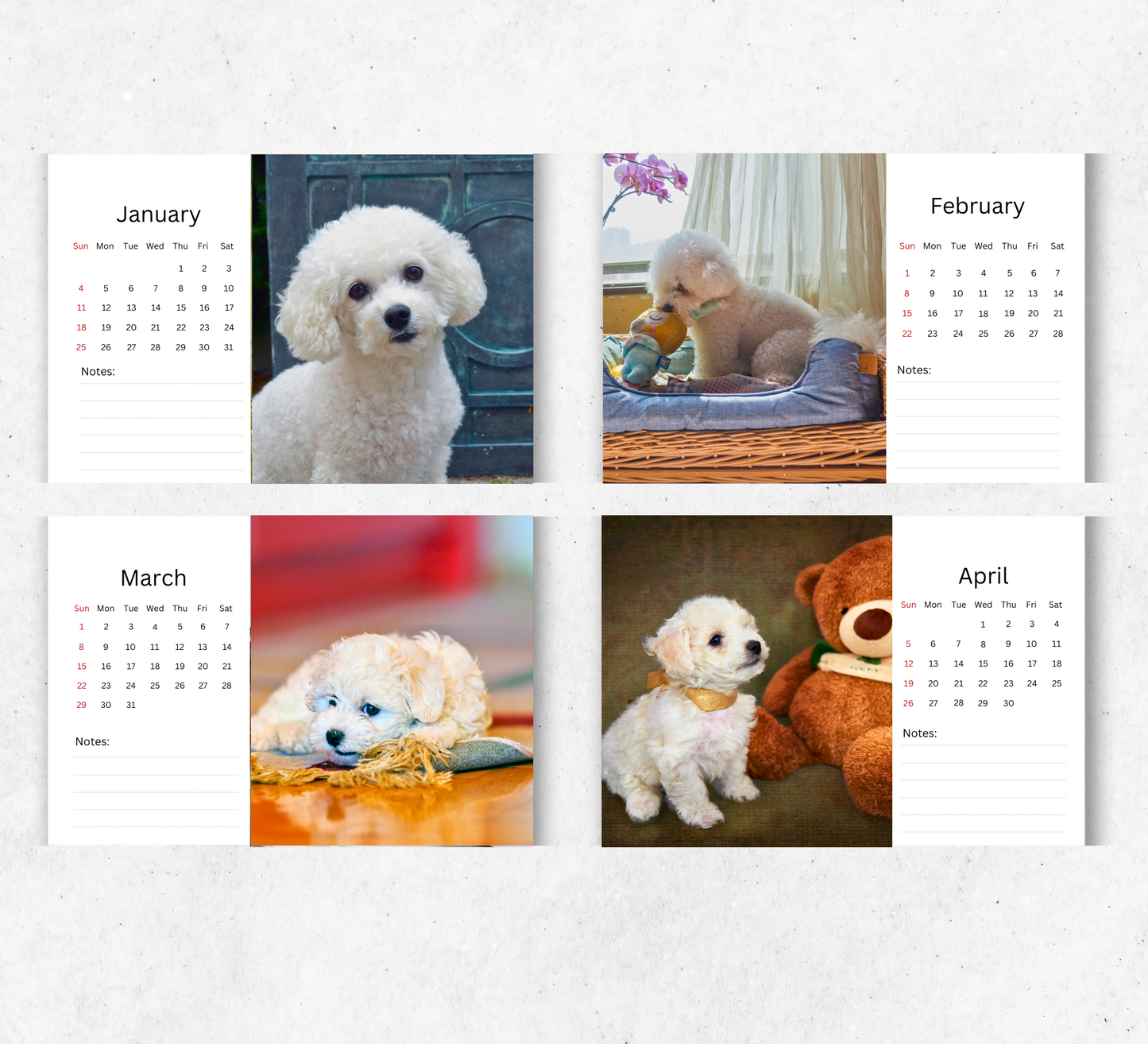 Bichon Frise Desk Calendar 2026-2027