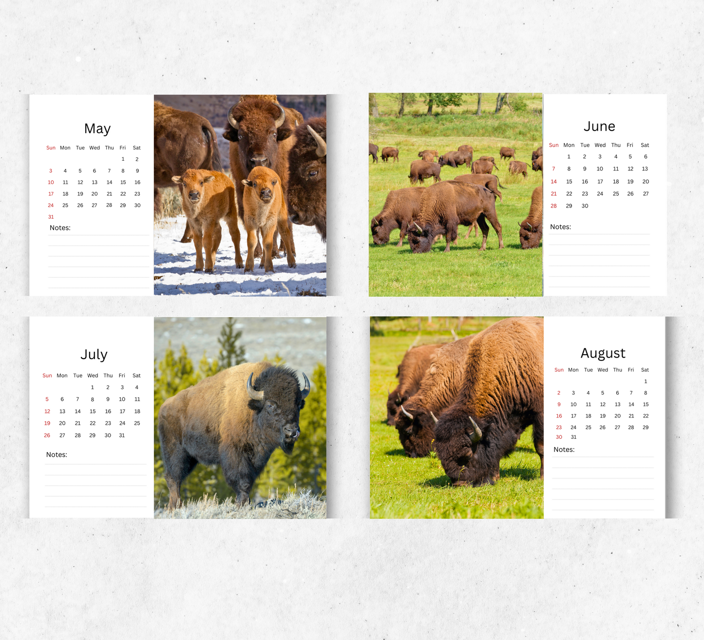 Bison Desk Calendar 2026-2027