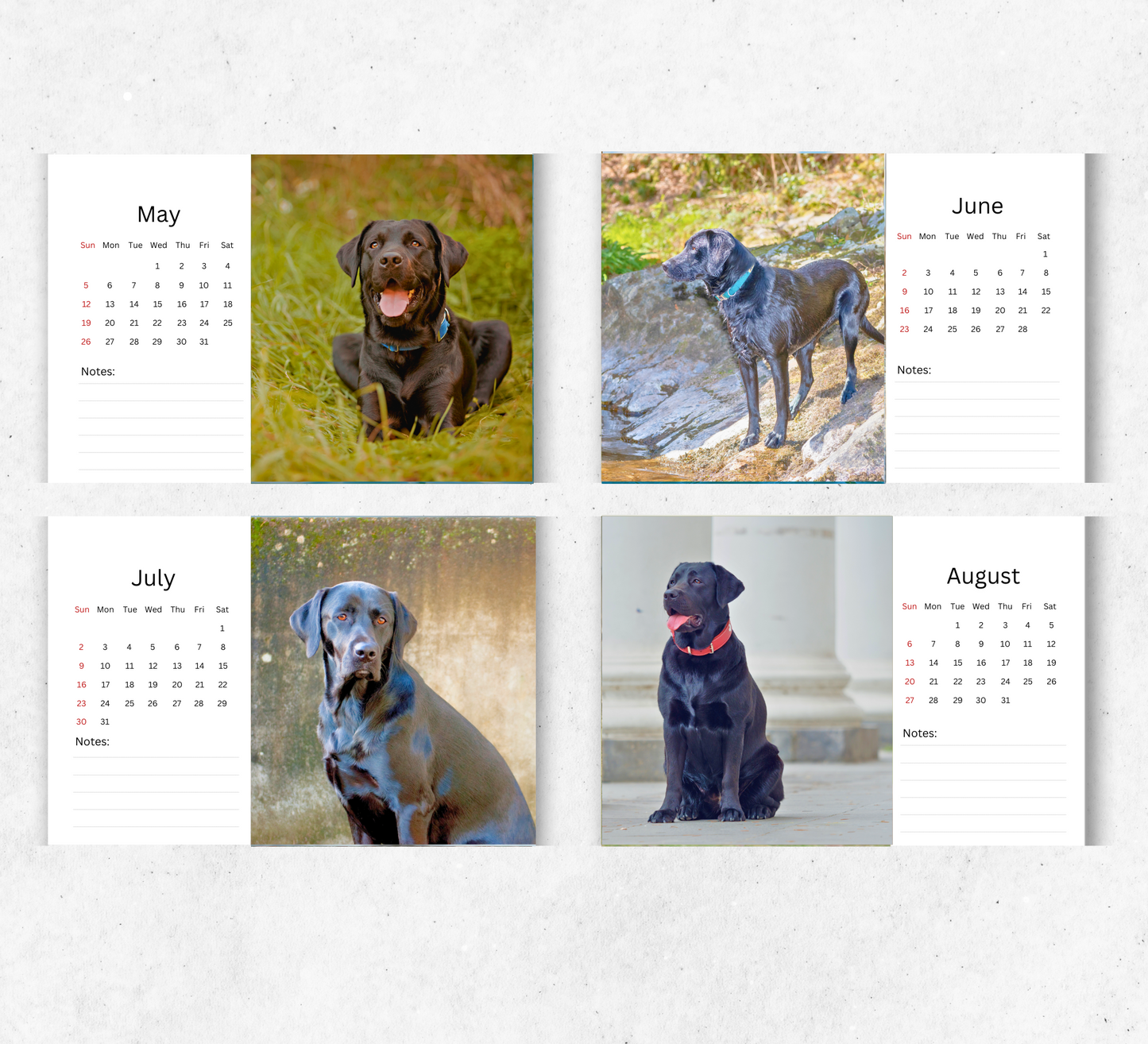 Black Labrador Desk Calendar 2026-2027