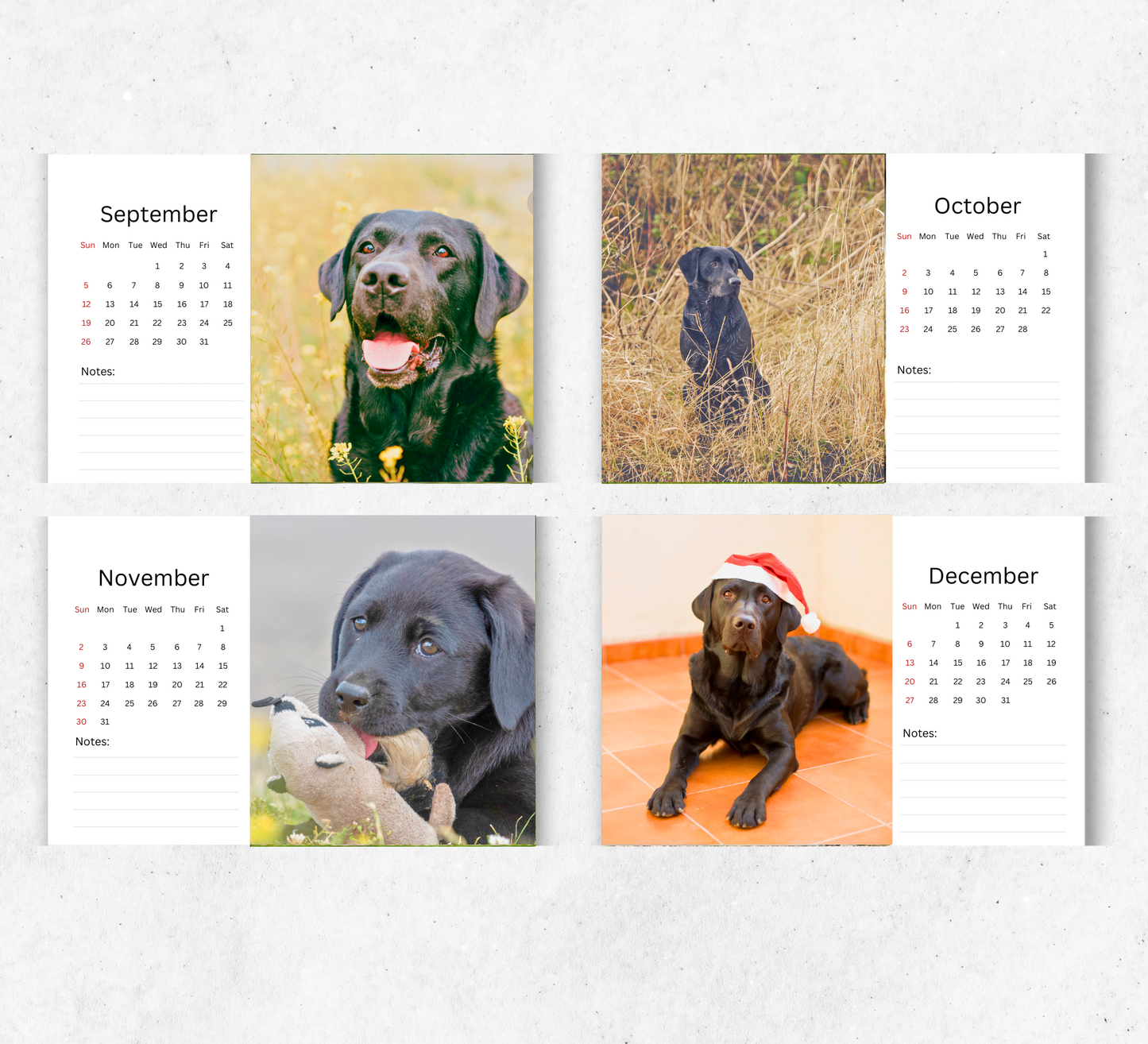 Black Labrador Desk Calendar 2026-2027