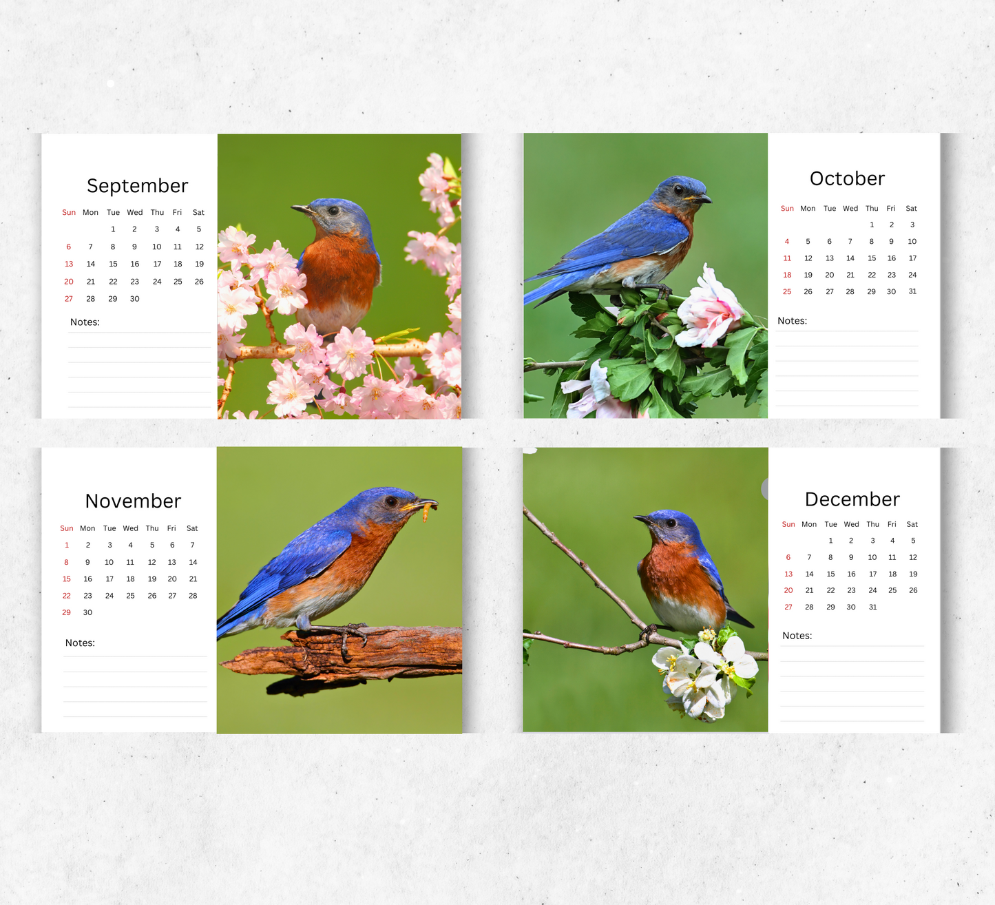 Bluebird Desk Calendar 2026-2027