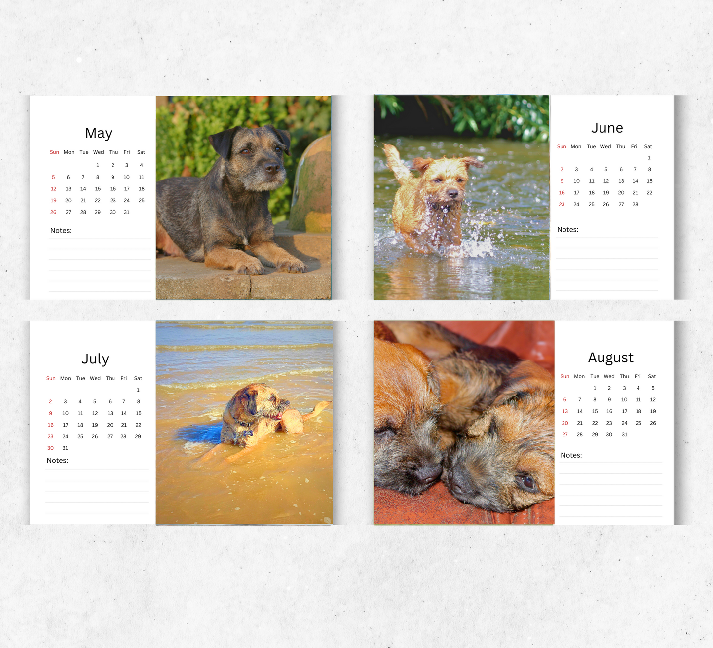 Border Terrier Desk Calendar 2026-2027