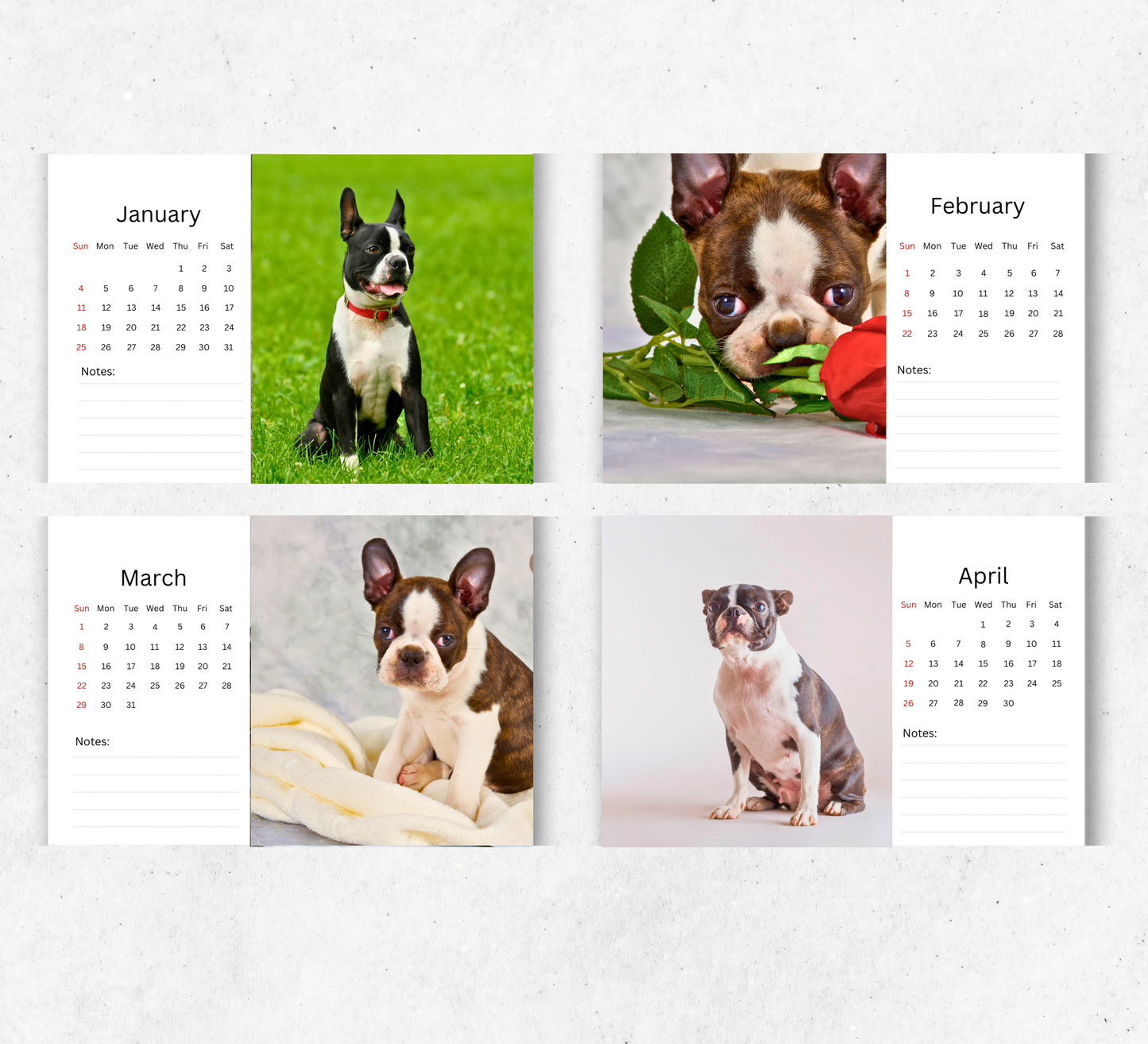 Boston Terrier Desk Calendar 2026-2027