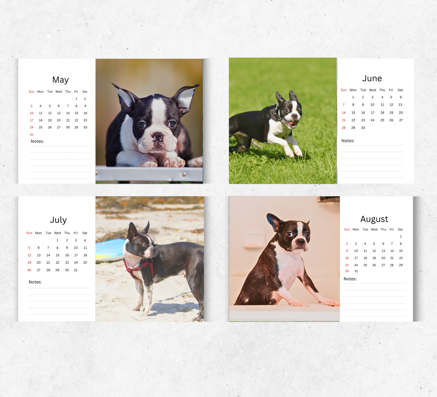 Boston Terrier Desk Calendar 2026-2027
