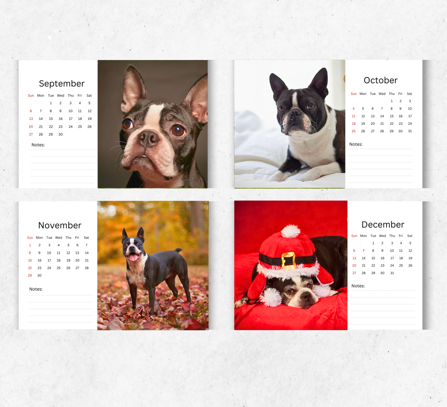 Boston Terrier Desk Calendar 2026-2027