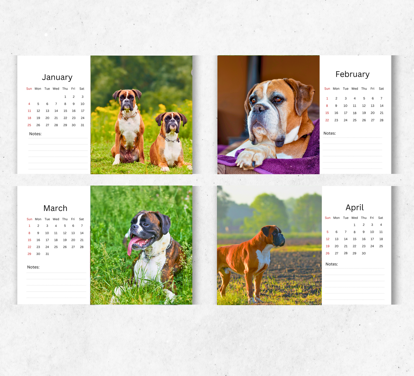 Boxer Dog Desk Calendar 2026-2027