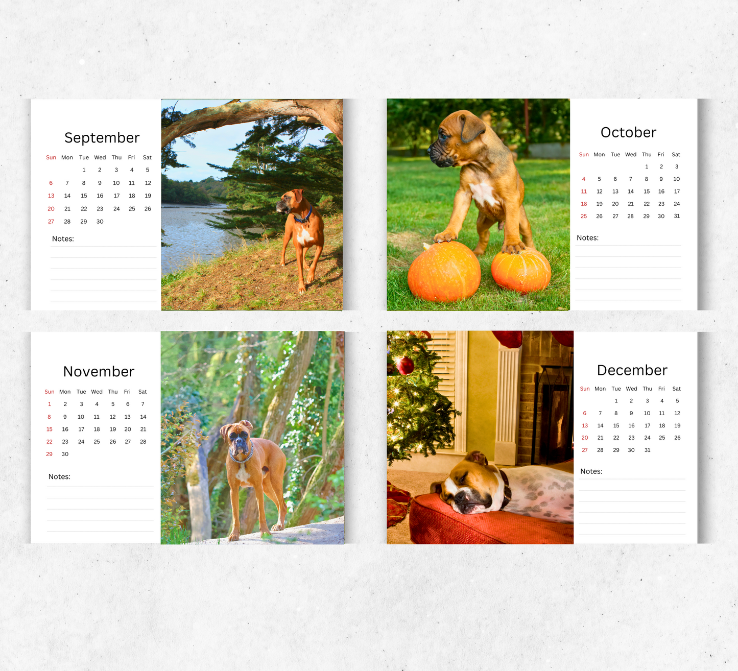 Boxer Dog Desk Calendar 2026-2027