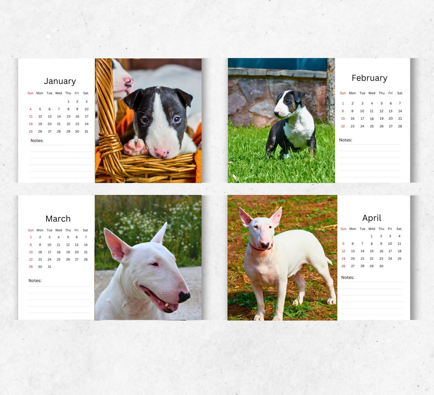Bull Terrier Desk Calendar 2026-2027
