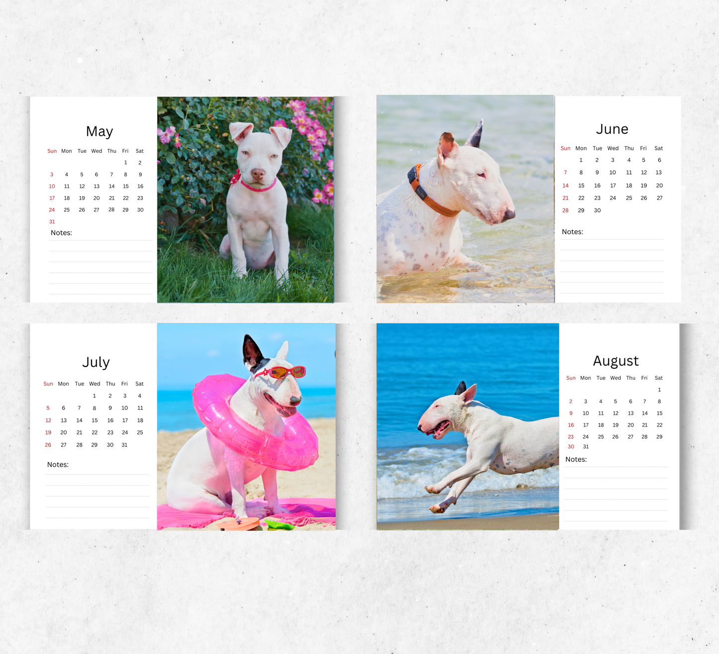 Bull Terrier Desk Calendar 2026-2027