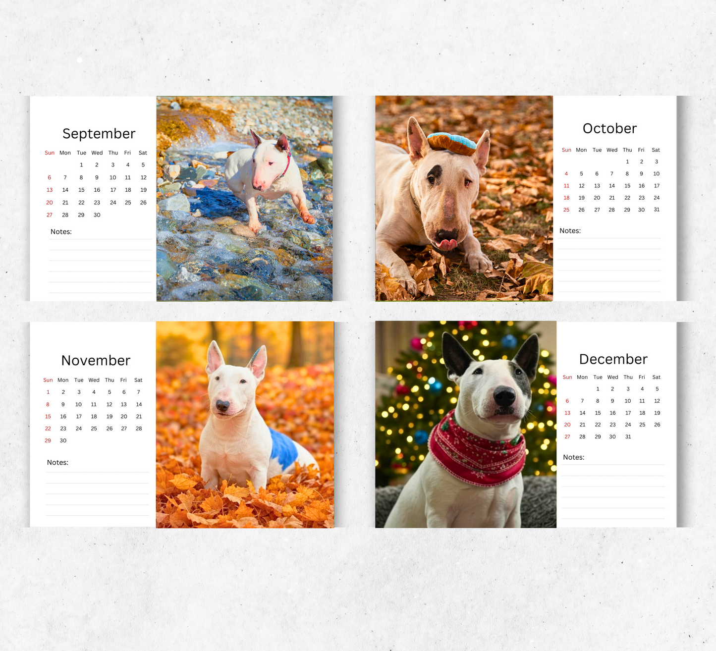 Bull Terrier Desk Calendar 2026-2027
