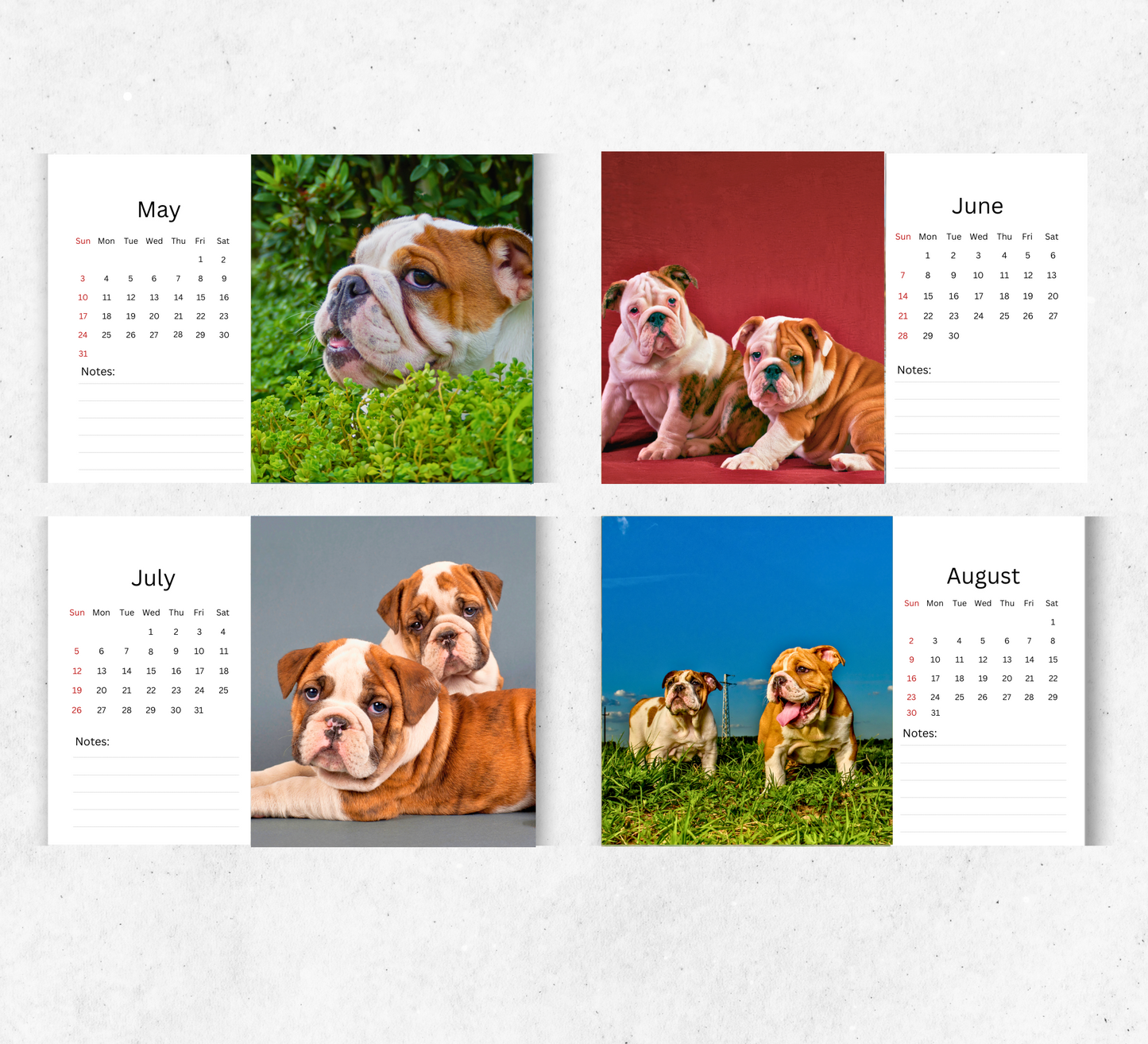 Bulldog Desk Calendar 2026-2027