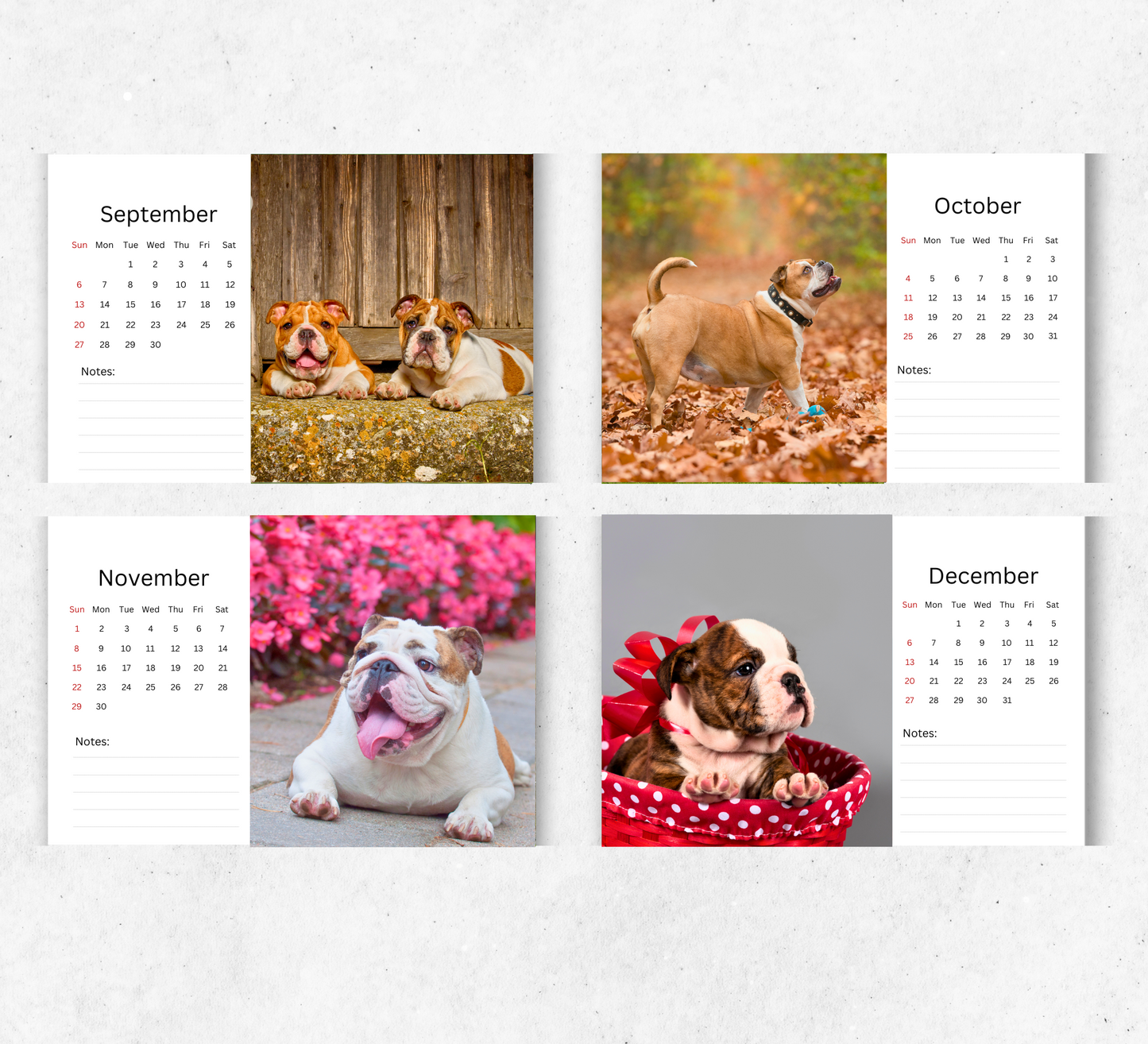 Bulldog Desk Calendar 2026-2027