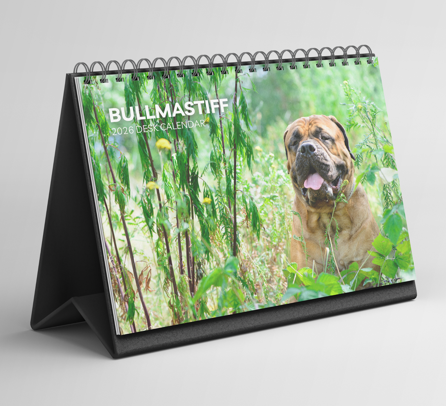 Bullmastiff Desk Calendar 2026-2027