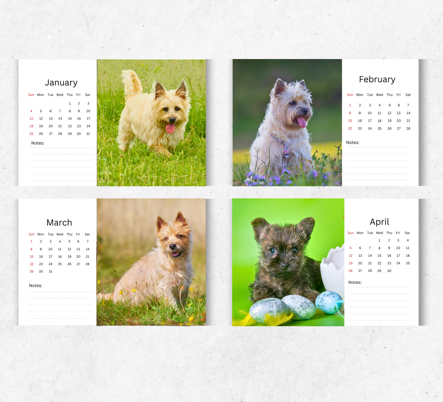 Cairn Terrier Desk Calendar 2026-2027