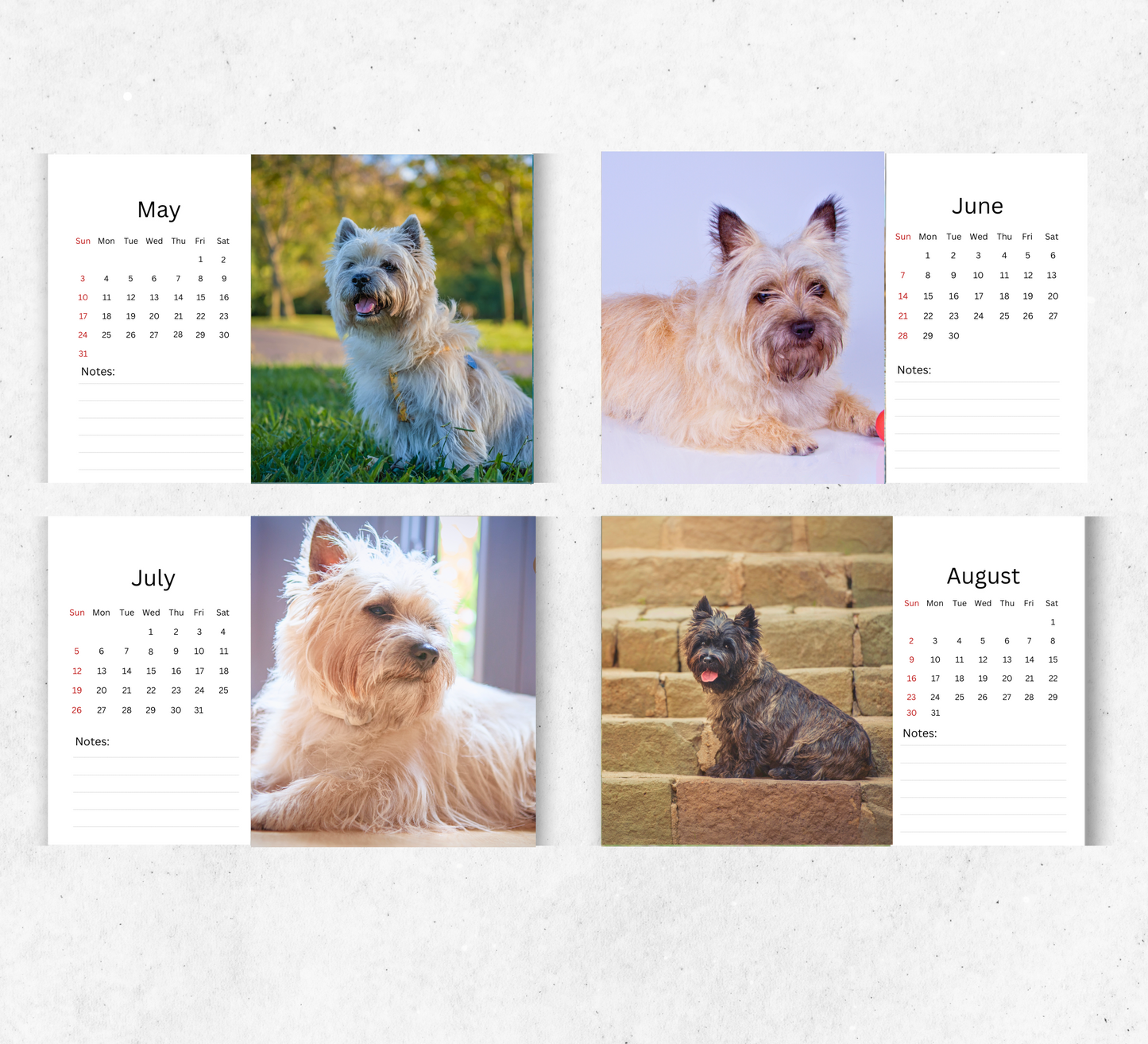 Cairn Terrier Desk Calendar 2026-2027