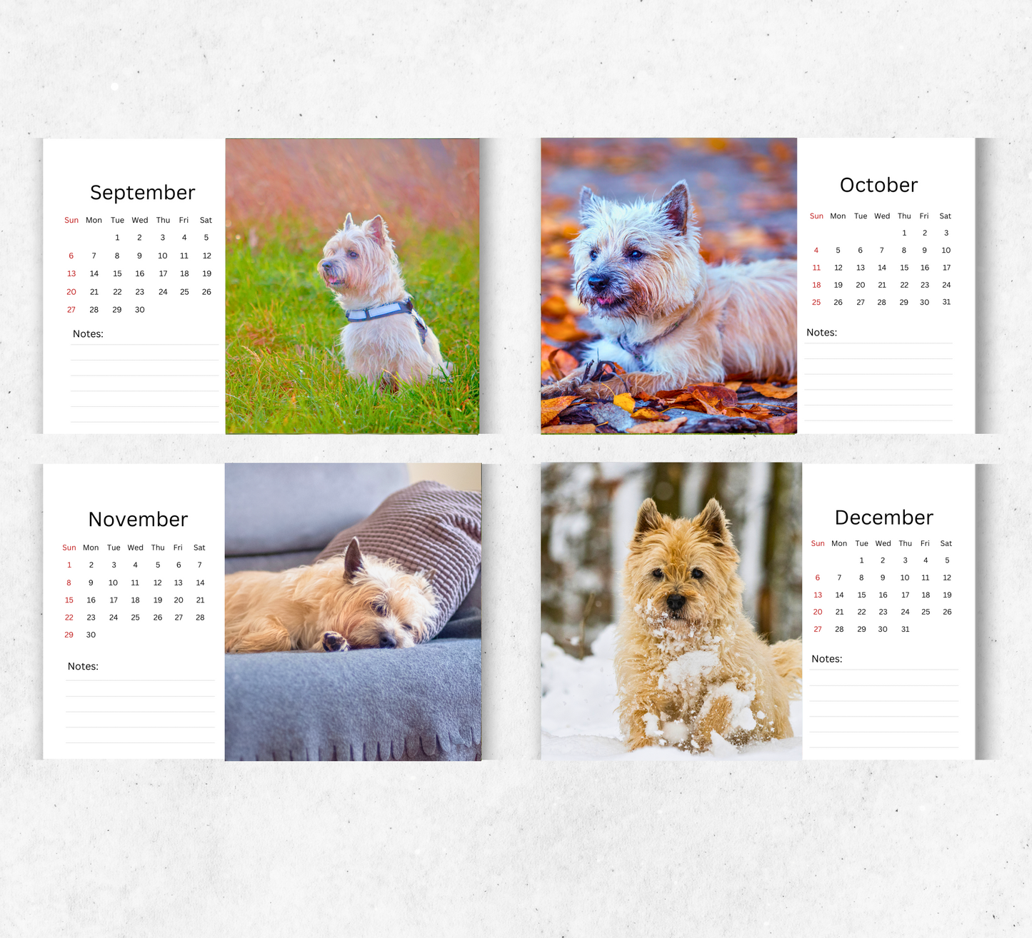 Cairn Terrier Desk Calendar 2026-2027