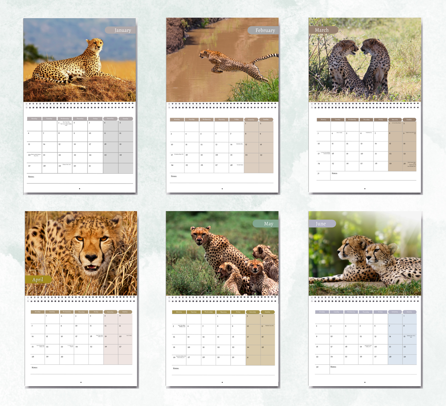 Cheetah Calendar 2026