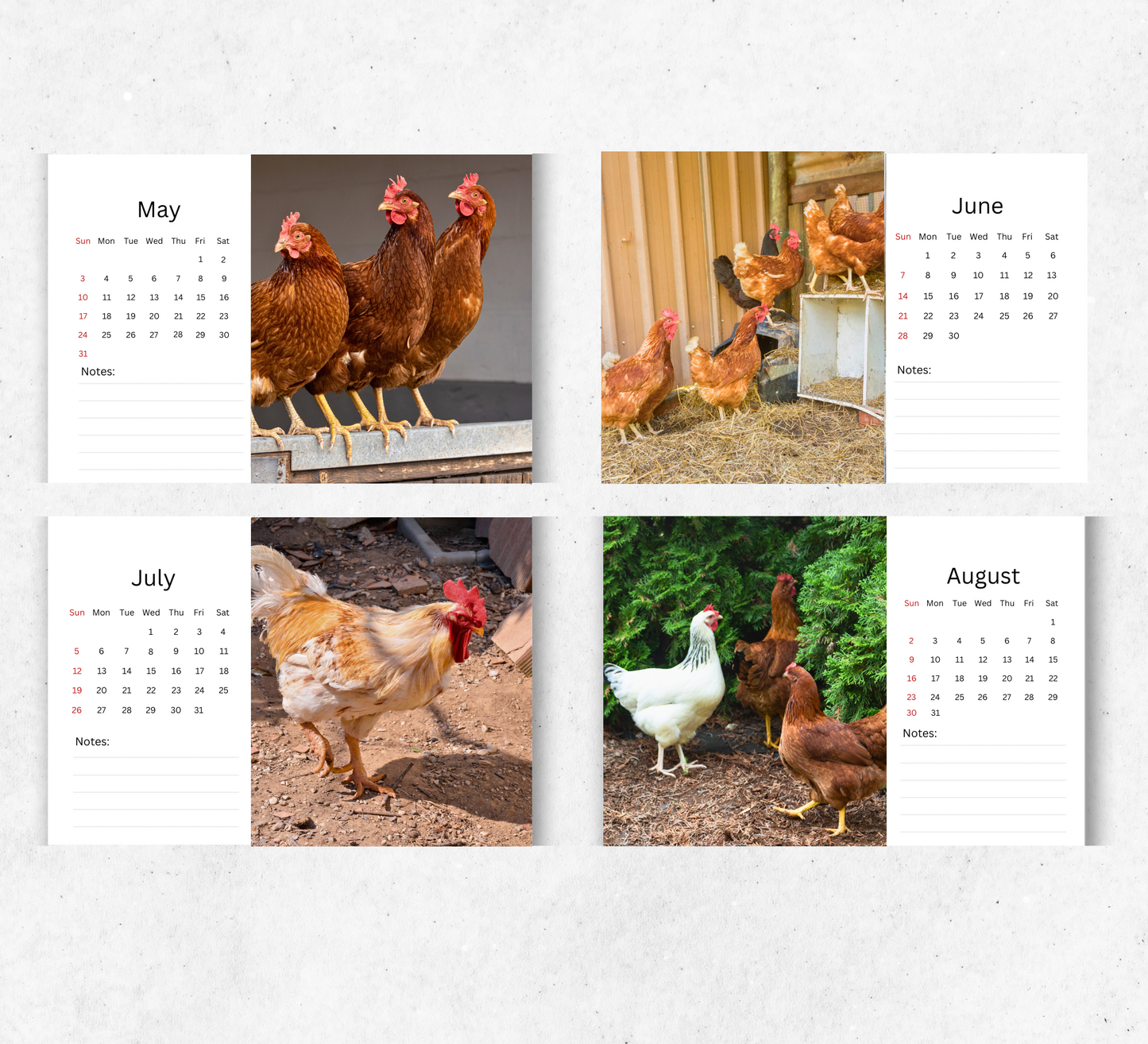 Chicken Desk Calendar 2026-2027