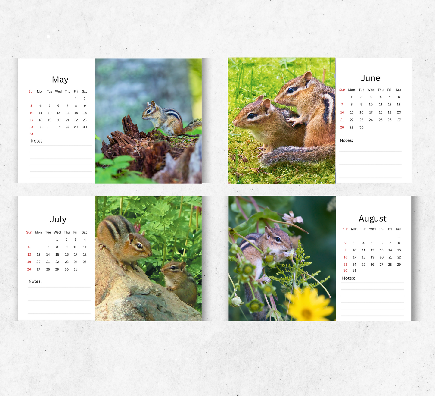 Chipmunk Desk Calendar 2026-2027