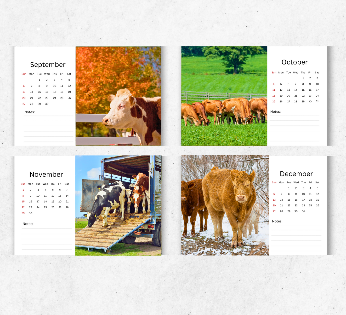 Cows Desk Calendar 2026-2027