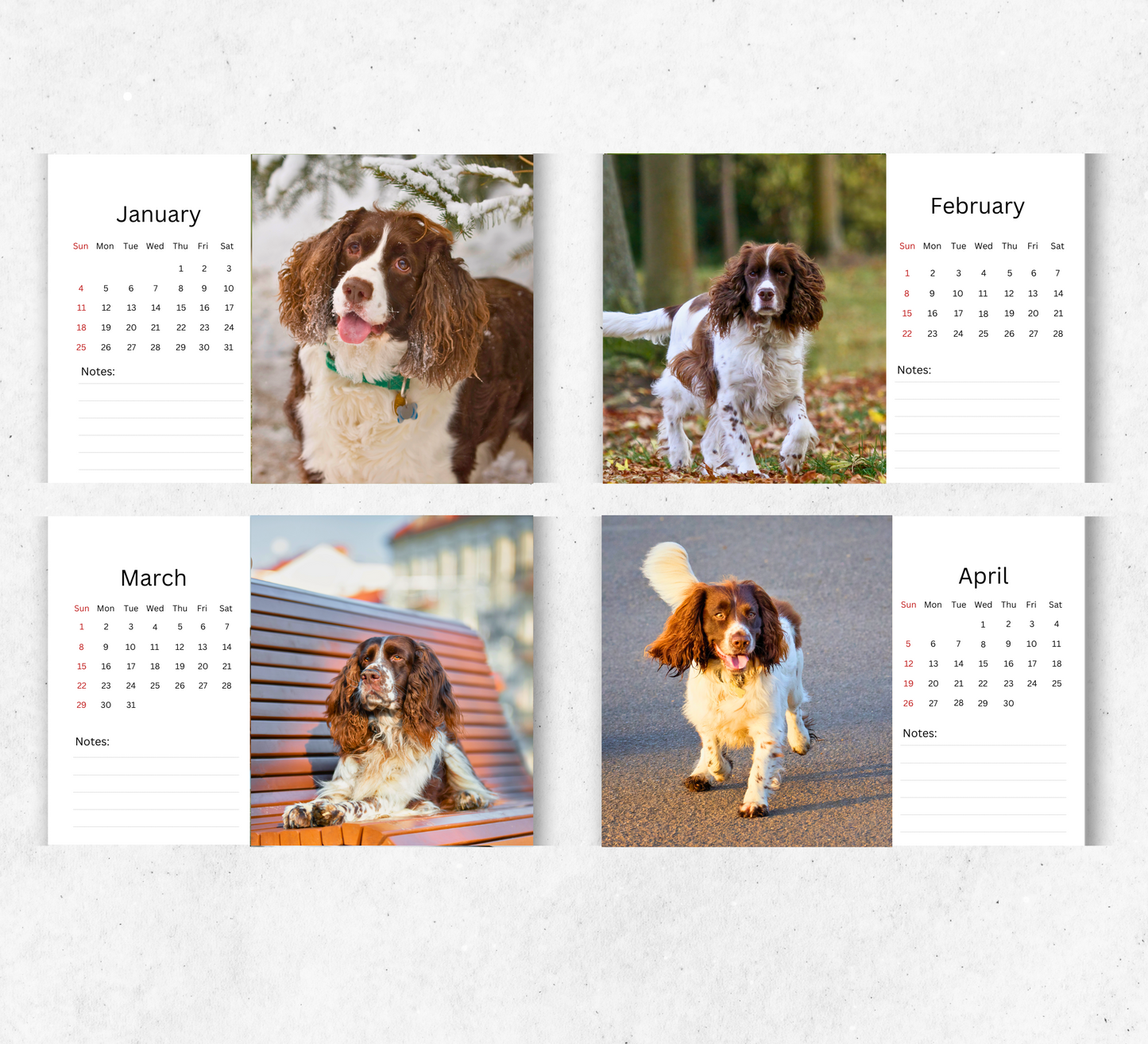 English Springer Spaniel Desk Calendar 2026-2027