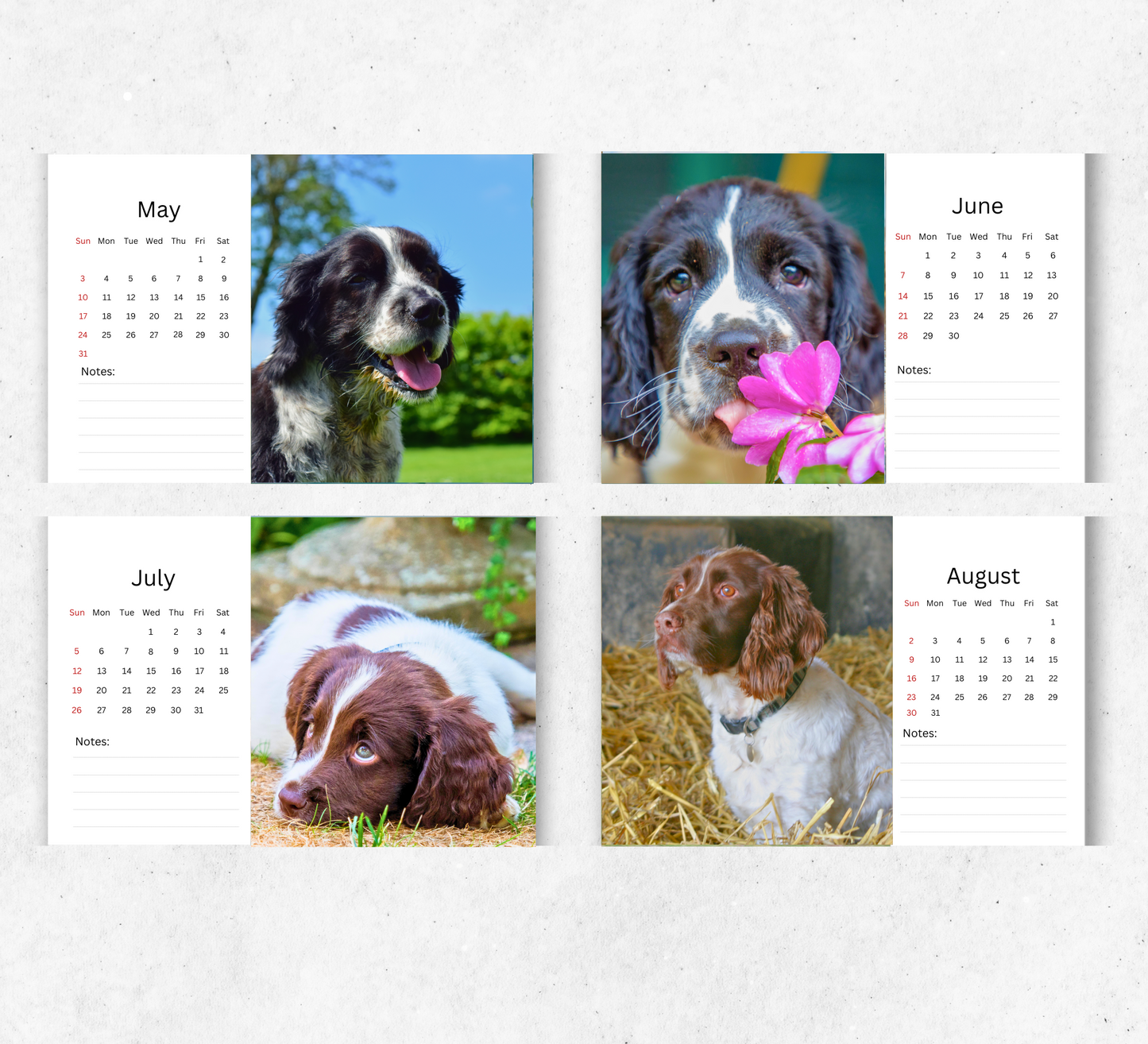 English Springer Spaniel Desk Calendar 2026-2027