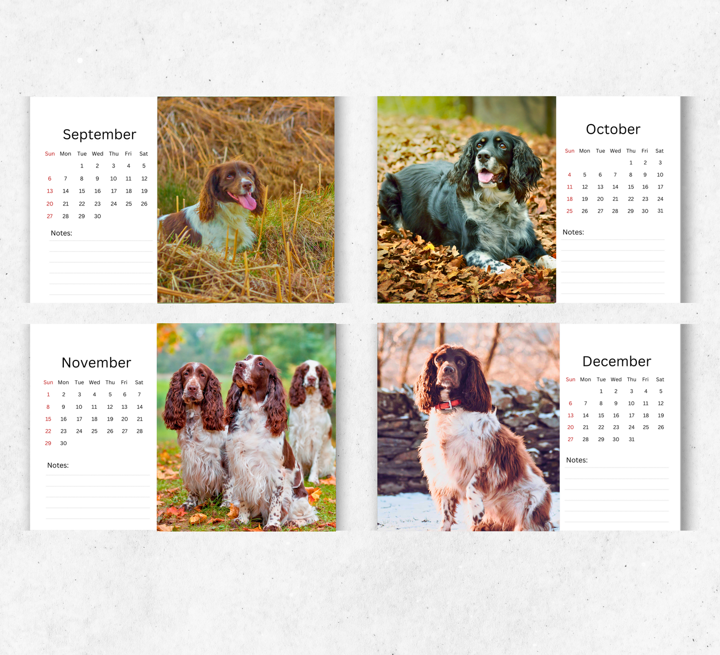 English Springer Spaniel Desk Calendar 2026-2027