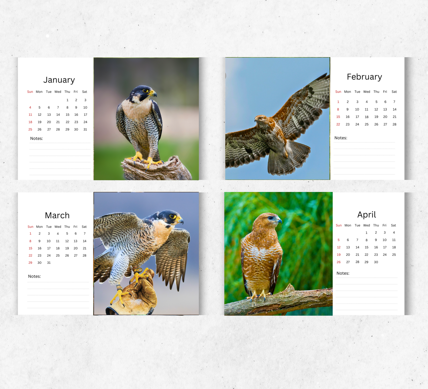 Falcon Desk Calendar 2026-2027