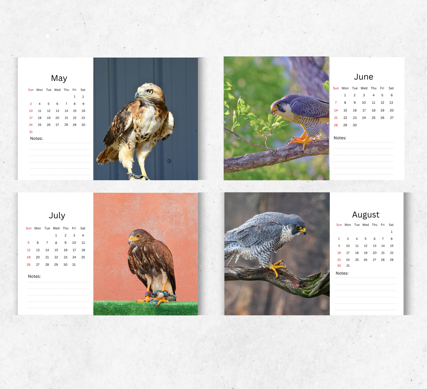 Falcon Desk Calendar 2026-2027