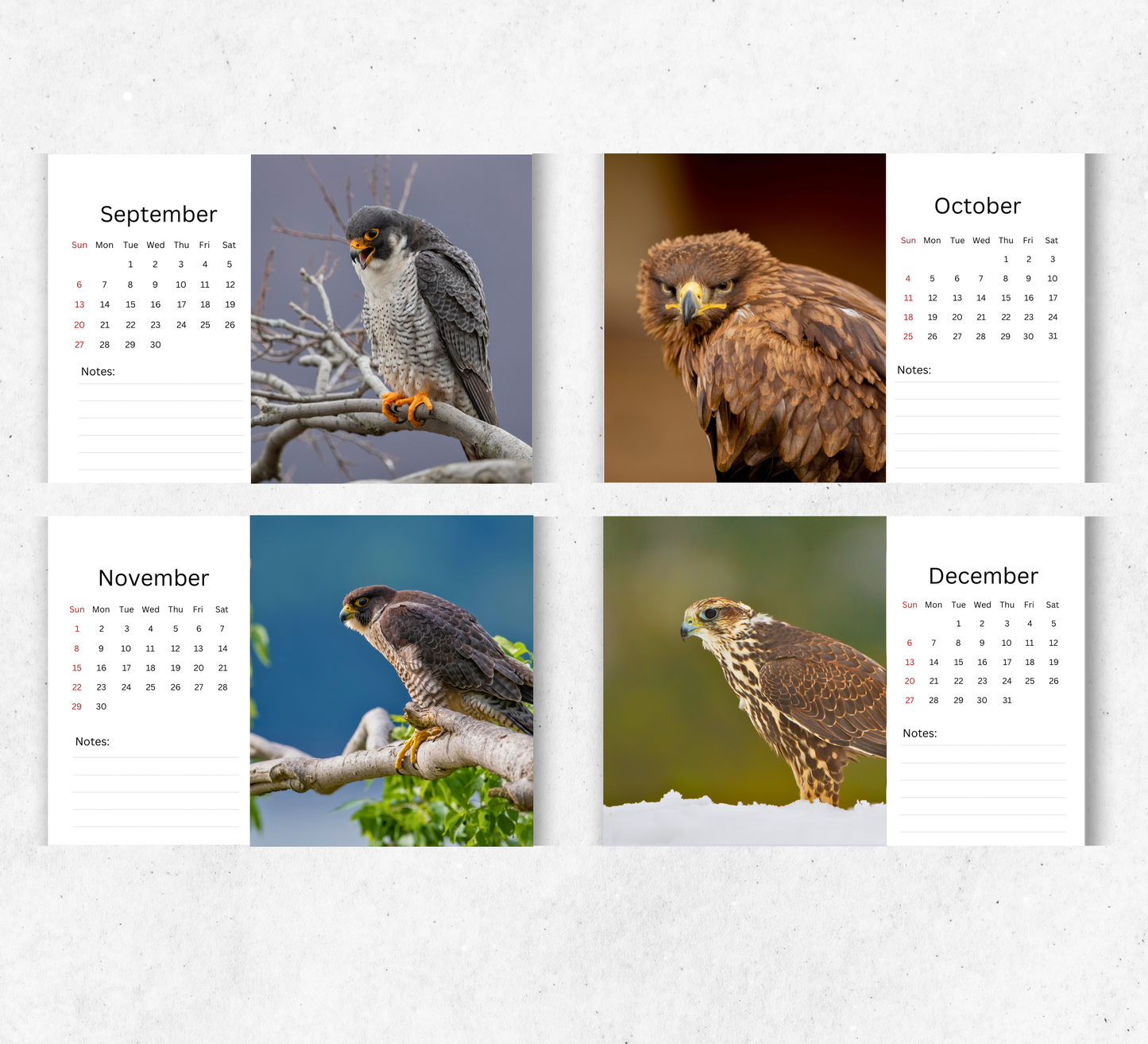 Falcon Desk Calendar 2026-2027