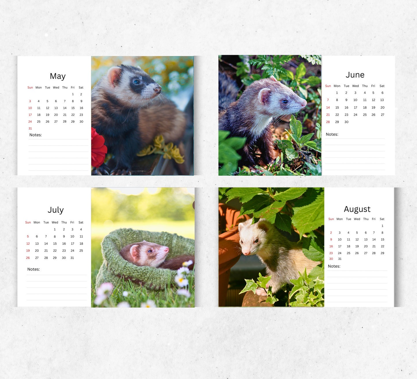 Ferret Desk Calendar 2026-2027