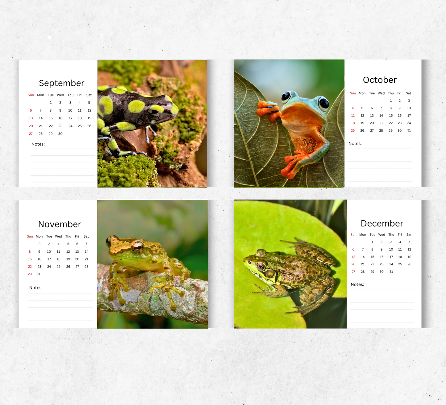 Frog Desk Calendar 2026-2027